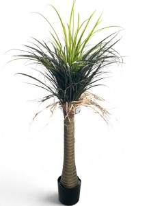 Dracena w doniczce (4)