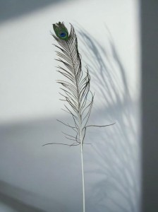 Pióra dekoracyjne (100)